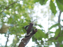 Pseudomictis obtusispinus