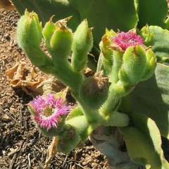 Mesembryanthemum barklyi