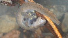 Gensan Salamander photo 5
