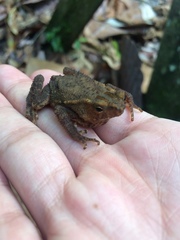 Ingerophrynus quadriporcatus