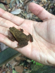 Ingerophrynus quadriporcatus