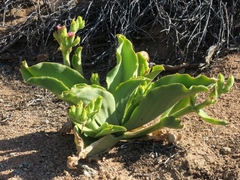 Mesembryanthemum barklyi