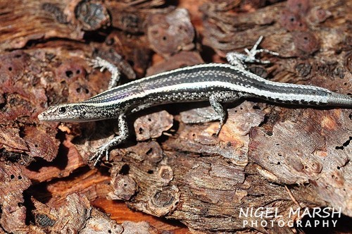 Elegant Snake-eyed Skink, Melbourne VIC, Australia, photo 4 of 10