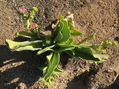Mesembryanthemum barklyi