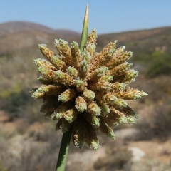 Afroscirpoides dioeca