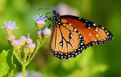 Danaus gilippus