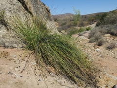 Afroscirpoides dioeca