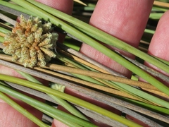 Afroscirpoides dioeca