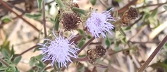 Arrowleaf Thoroughwort (Chromolaena sagittata)