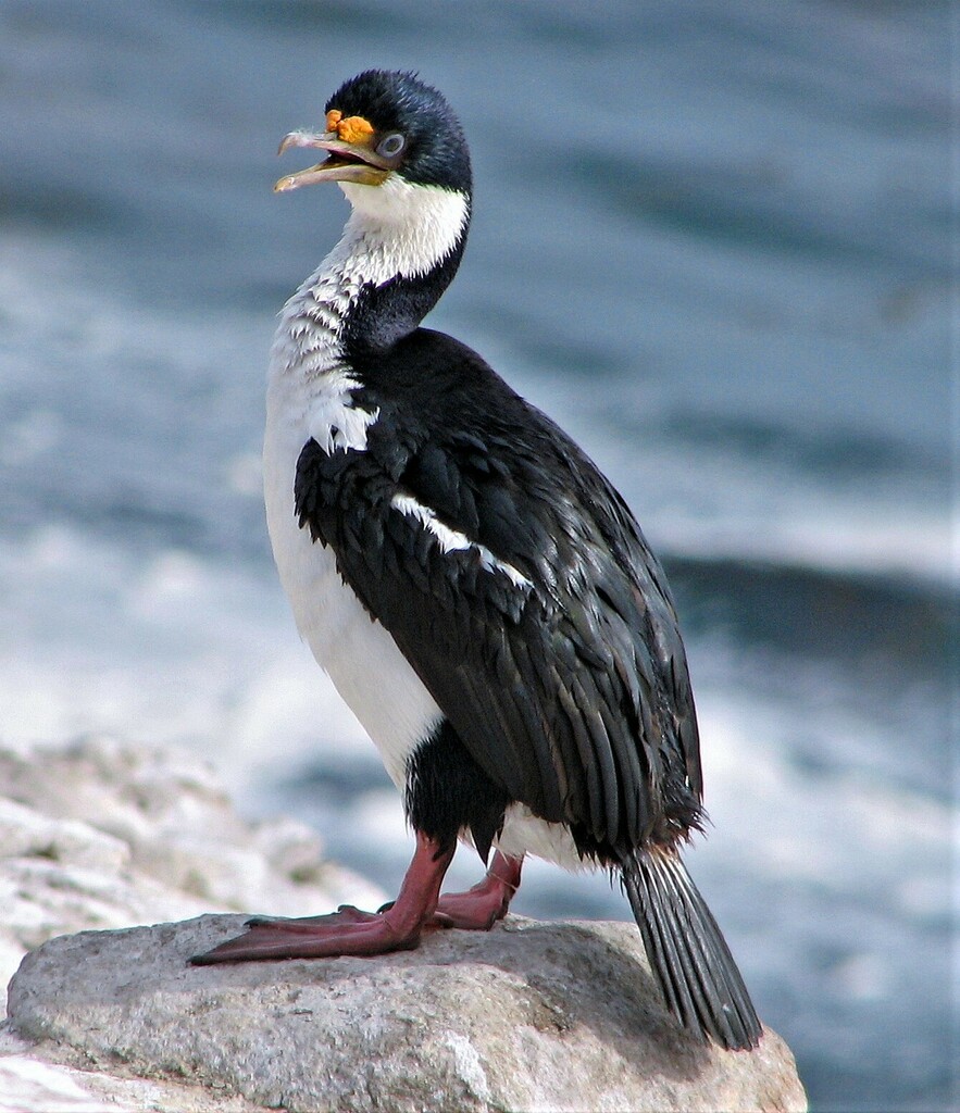 Imperial shag perched on a rock at the water's edge, with an orange knob at the base of the bill