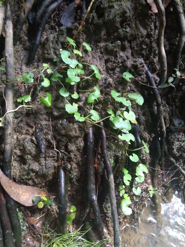 Viola banksii