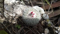 Epithelantha unguispina unguispina