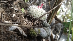 Epithelantha unguispina unguispina