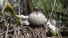 Epithelantha unguispina unguispina