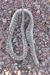 Arizona elegans elegans