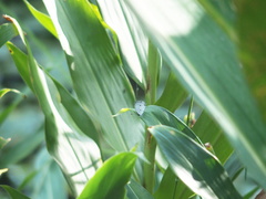 Megisba malaya sikkima