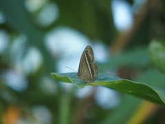 Mycalesis gotama nanda