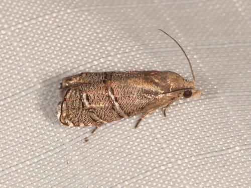 Longleaf Pine Seedworm Moth photo 4