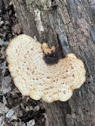 Dryad's Saddle