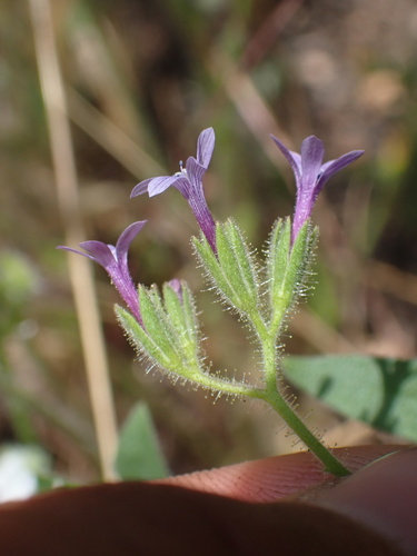 Purple False Gilyflower