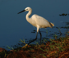 Egretta garzetta