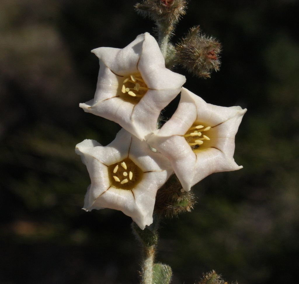 Bonamia rosea