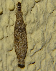 Phereoeca uterella