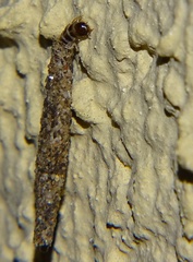 Phereoeca uterella