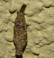 Phereoeca uterella