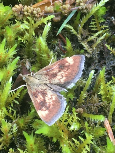 Pyrausta homonymalis photo 3