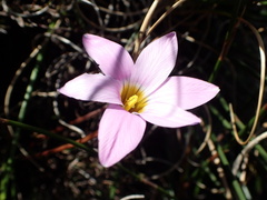 Romulea atrandra esterhuyseniae