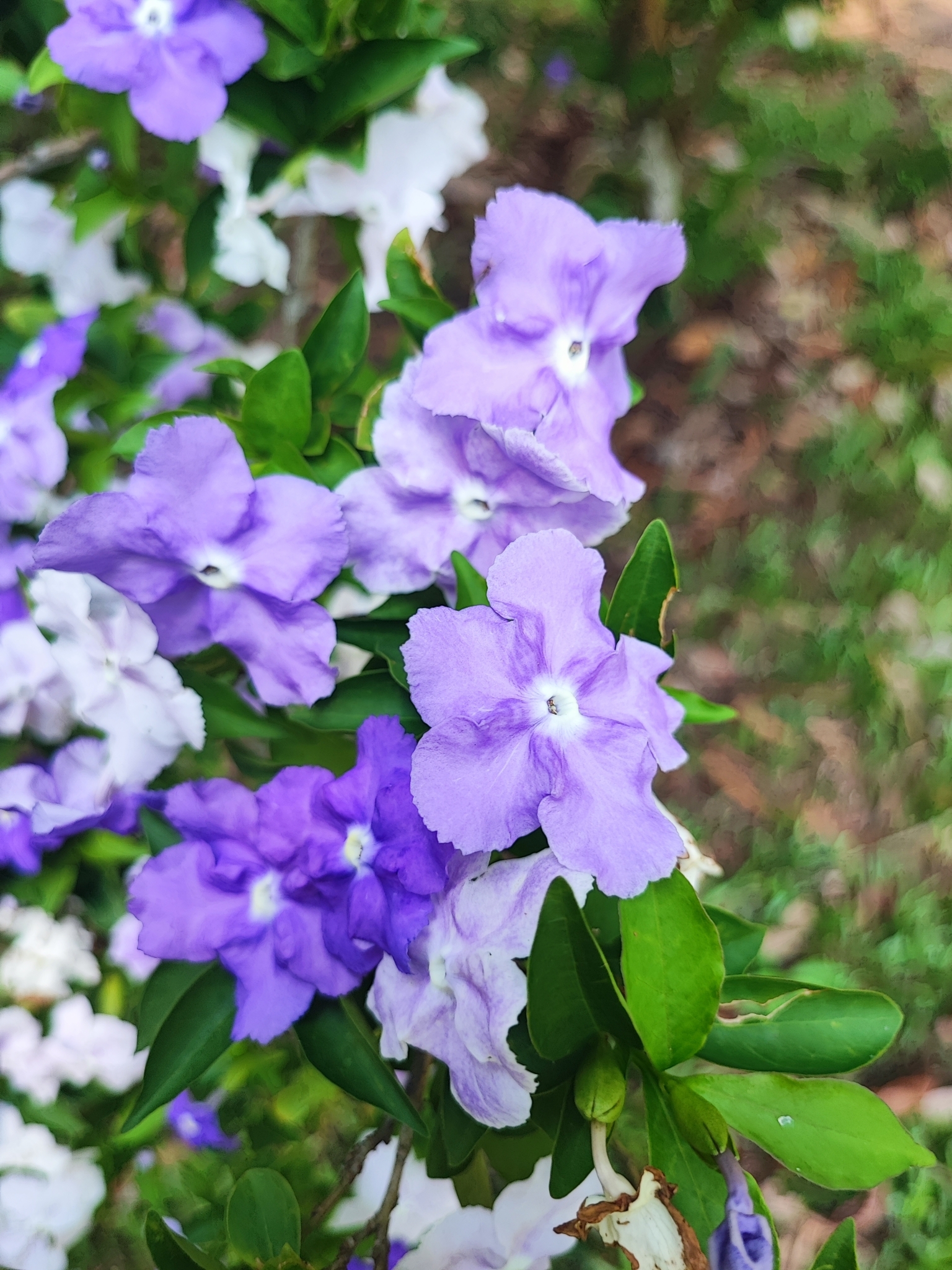 Brunfelsia uniflora (Pohl) D.Don