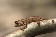 Rieppeleon kerstenii