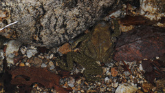 Bufo stejnegeri