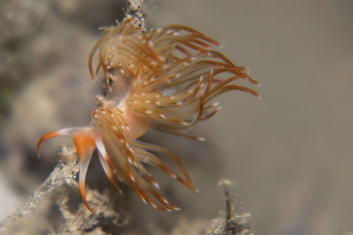 Sakuraeolis nungunoides
