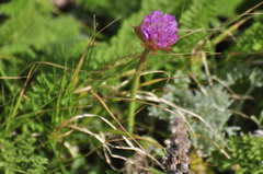 Armeria maritima californica