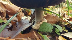 Agaricus silvicolisimilis