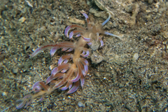 Phyllodesmium