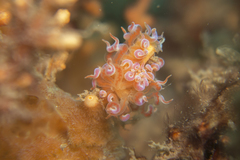 Phyllodesmium