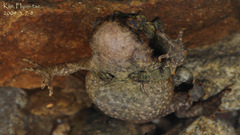 Bufo stejnegeri