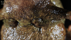 Bufo stejnegeri
