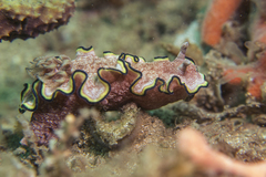 Glossodoris