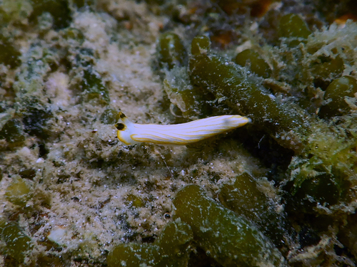 Dermatobranchus albus
