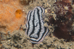 Phyllidiella zeylanica image