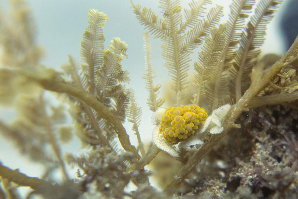 Yellow-beaded Grapedragon