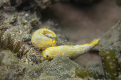 Dermatobranchus albus