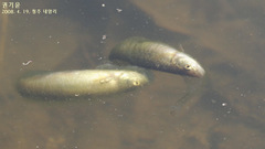 Rhynchocypris oxycephalus