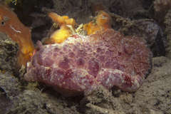 Hexabranchus sanguineus