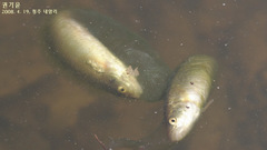 Rhynchocypris oxycephalus