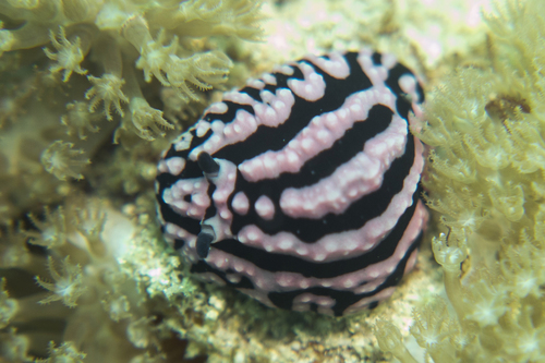 Phyllidiella rosans